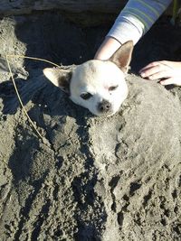 Close-up of dog