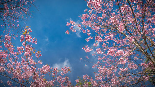 Low angle view of blooming tree against sky