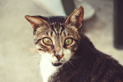 Close-up portrait of tabby cat