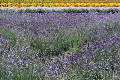 Purple flowering plants on field