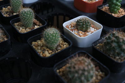 High angle view of potted plants