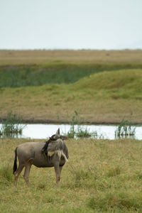 One wildebeest in a swanpy field