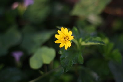 Close-up of yellow flowering plant