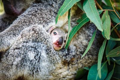 Close-up portrait of a monkey