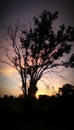 Silhouette trees on field against sky at sunset