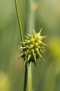 Carex echinata, star sedge