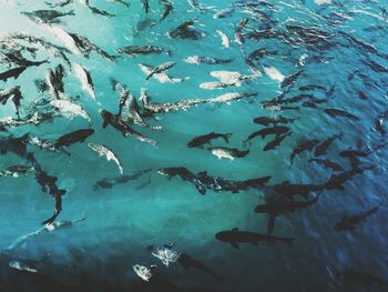 High angle view of fishes swimming in lake