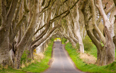 Road amidst trees in forest