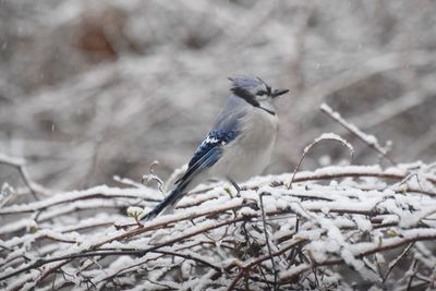 Close-up of bird perching on branch during winter