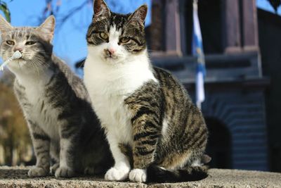 Portrait of cats sitting on footpath