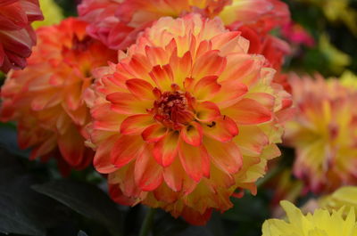 Close-up of insect on red dahlia