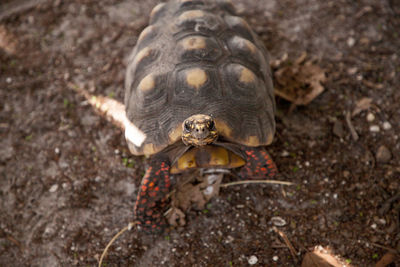 Red-foot tortoise chelonoidis carbonaria forages along the ground for food in southern florida.