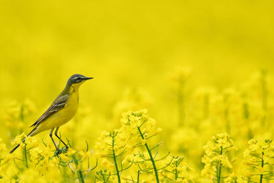 Close-up of bird perching on plant