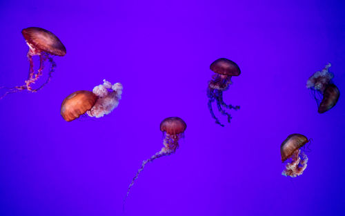 Close-up of jellyfish against blue background