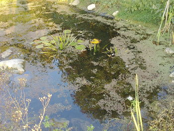 High angle view of plants in lake