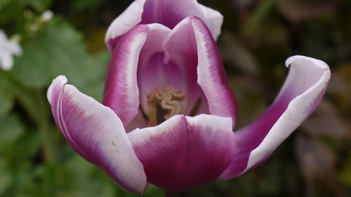 Close-up of pink flower