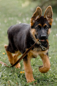 Portrait of dog on field