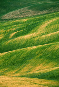 Scenic view of agricultural field