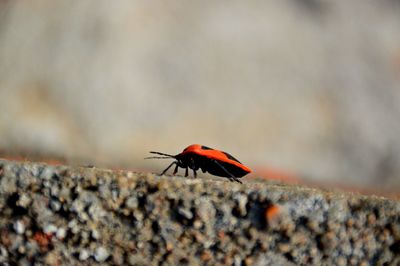 Close-up of ladybug