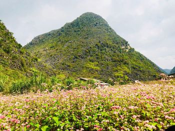 Scenic view of flowering plants and trees against sky