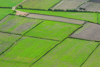 High angle view of agricultural field