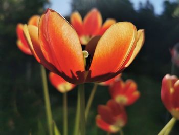 Close-up of orange flowering plant