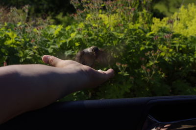 Cropped hand of man feeding bird from car window