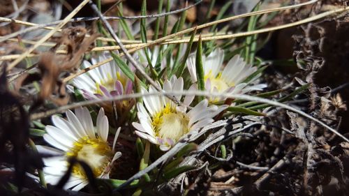 Close-up of white flowers blooming outdoors