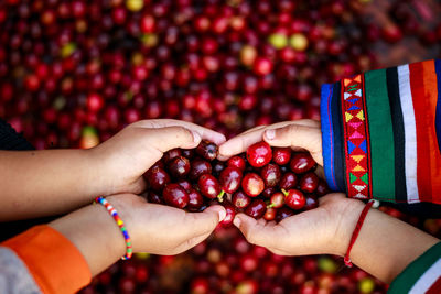 Fresh red raw berries coffee beans on holding hand karen little girls .organic coffee beans 