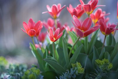 Close-up of red flower