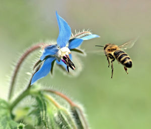 Close-up of honey bee flying over flower