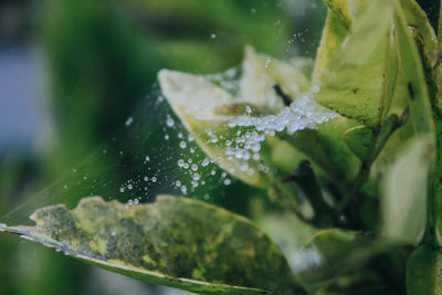 Close-up of water drops on leaves