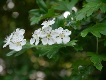 Close-up of white flowers