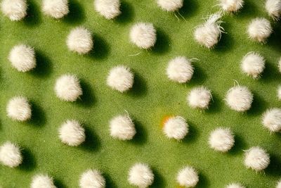 Full frame shot of plants growing on field