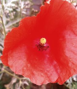 Close-up of bee on red flower