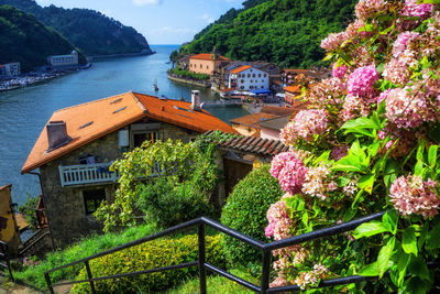 High angle view of flowering plants by building