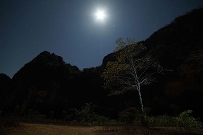 Low angle view of trees against clear sky at night