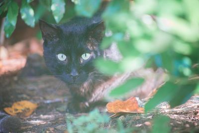 Close-up portrait of a cat