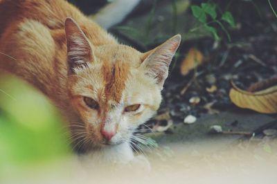 Close-up portrait of ginger cat