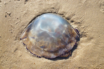 Close-up of seashell on beach