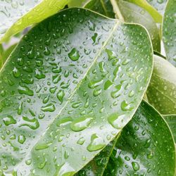 Close-up of water drops on leaf