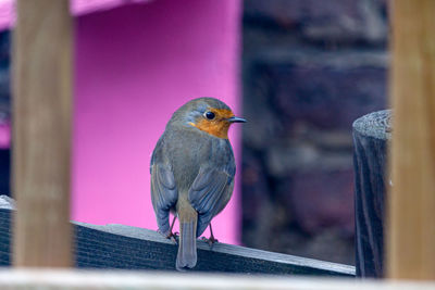 Close-up of bird perching on railing