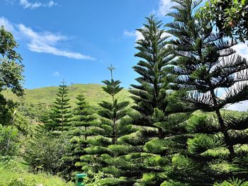 Pine trees on field against sky