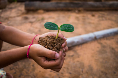 Close-up of hand holding plant