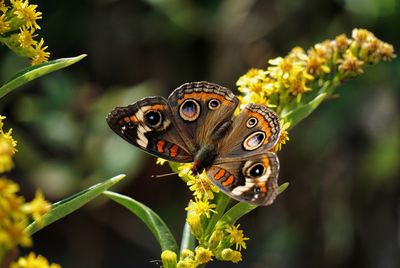 Close-up of butterfly perching on flower