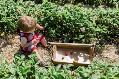 Toddler boy sitting in strawberry patch filling bucket