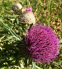 Close-up of thistle blooming on field