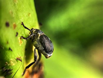 Close-up of insect on plant