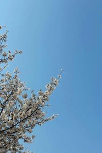 Low angle view of flowers against blue sky