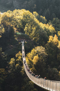 High angle view of bridge amidst plants and trees